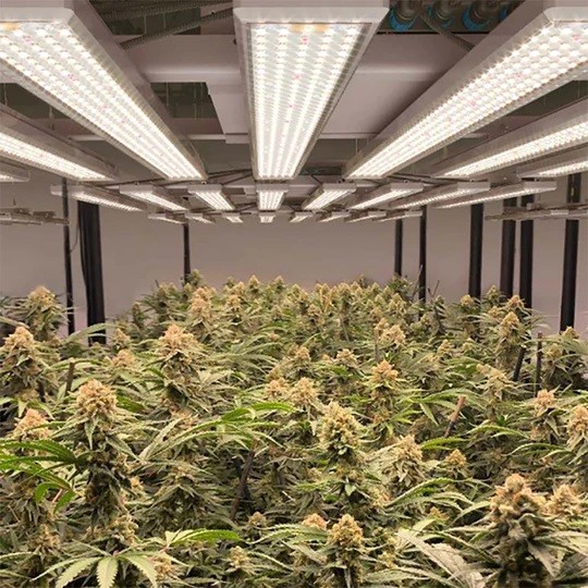 Laatste bedrijfscasus over Wat is het verschil tussen Rood/Blauw versus Breed „Volledig“ Spectrum LEDs?